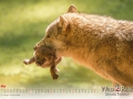 Kalender Wildpark Tambach