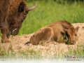 Kalender Wildpark Tambach