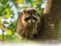 Kalender Wildpark Tambach