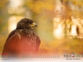Kalender Wildpark Tambach