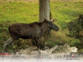 Kalender Wildpark Tambach