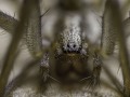 Laowa Ultra Macro