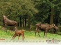 WildPark Tambach - August 2021