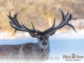 Kalender Wildpark Tambach 2023