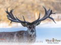 Kalender Wildpark Tambach 2023
