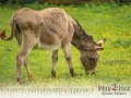 Kalender Wildpark Tambach 2023