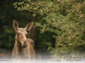 Kalender Wildpark Tambach 2023