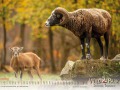 Kalender Wildpark Tambach 2023