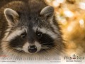 Kalender Wildpark Tambach 2023