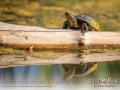 a4_landscape_1s_20top
