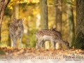 a4_landscape_1s_20top