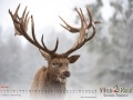 Wildpark Tambach Januar 2026 - (c) Mario Kern