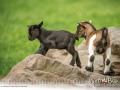 Wildpark Tambach April 2026 - (c) Mario Kern