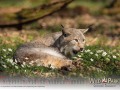 Wildpark Tambach Mai 2026 - (c) Nicole Lanig