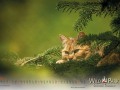 Wildpark Tambach Juni 2026 - (c) Mario Kern