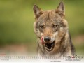Wildpark Tambach August 2026 - (c) Mario Kern