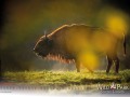 Wildpark Tambach September 2026 - (c) Mario Kern