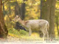 Wildpark Tambach Oktober 2026 - (c) Nicole Lanig
