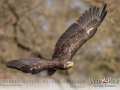 Wildpark Tambach November 2026 - (c) Nicole Lanig