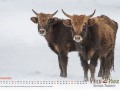 Wildpark Tambach Dezember 2026 - (c) Mario Kern